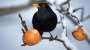 Vögel im Winter: Was fressen Amsel, Fink, Spatz und Meise? | Leben & Wissen | BILD.de